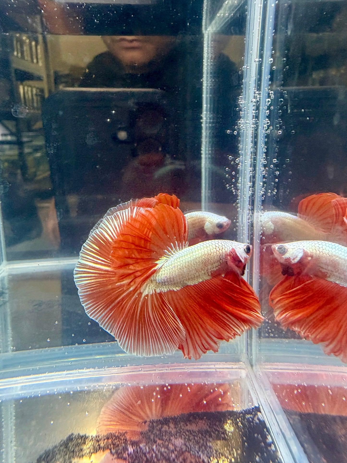 Perfect Red Dragon Hawk OHM Betta | CG-140
