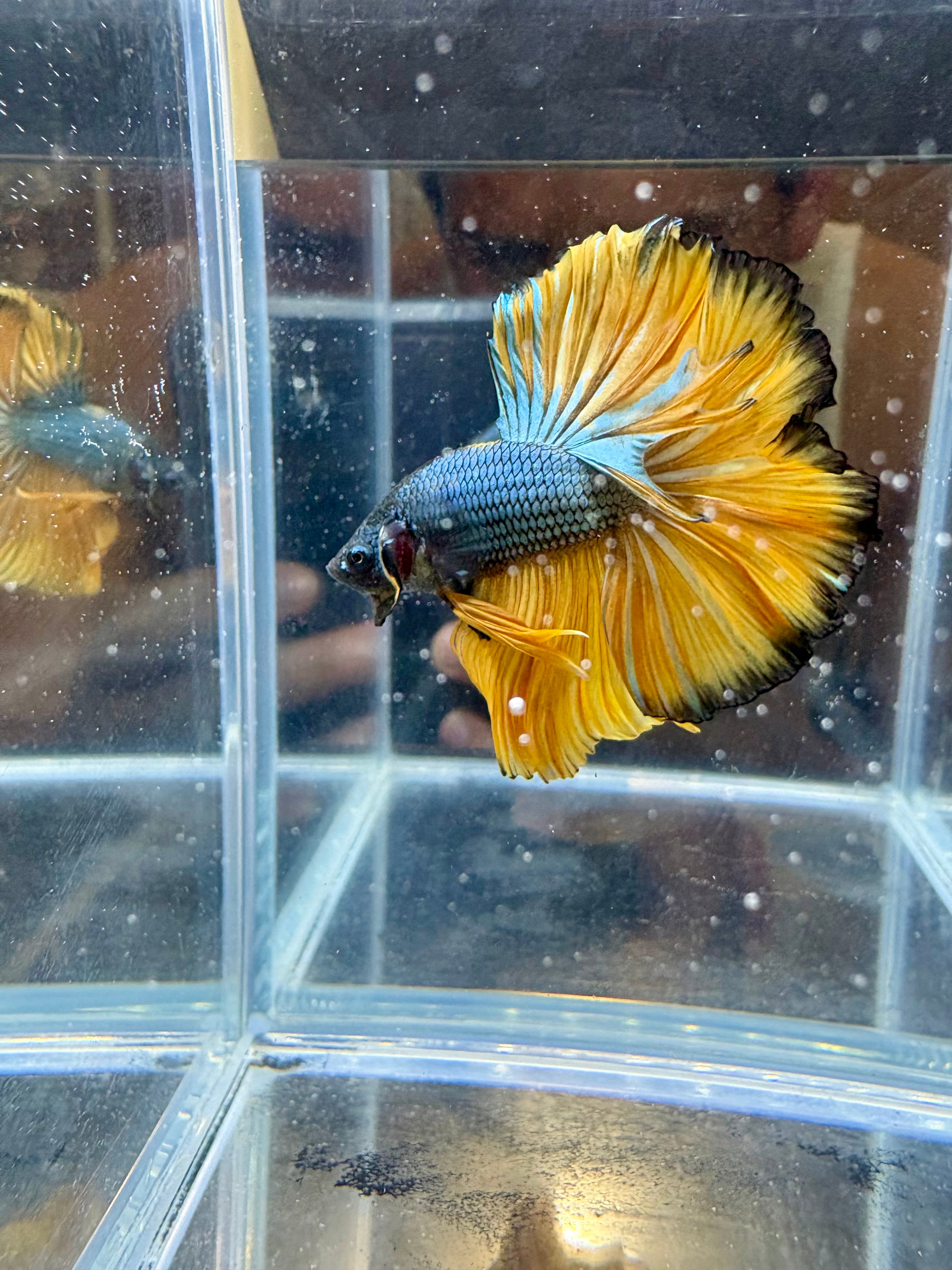 Mustard Gas Green Rosetail Over Halfmoon Male Betta | CG-65