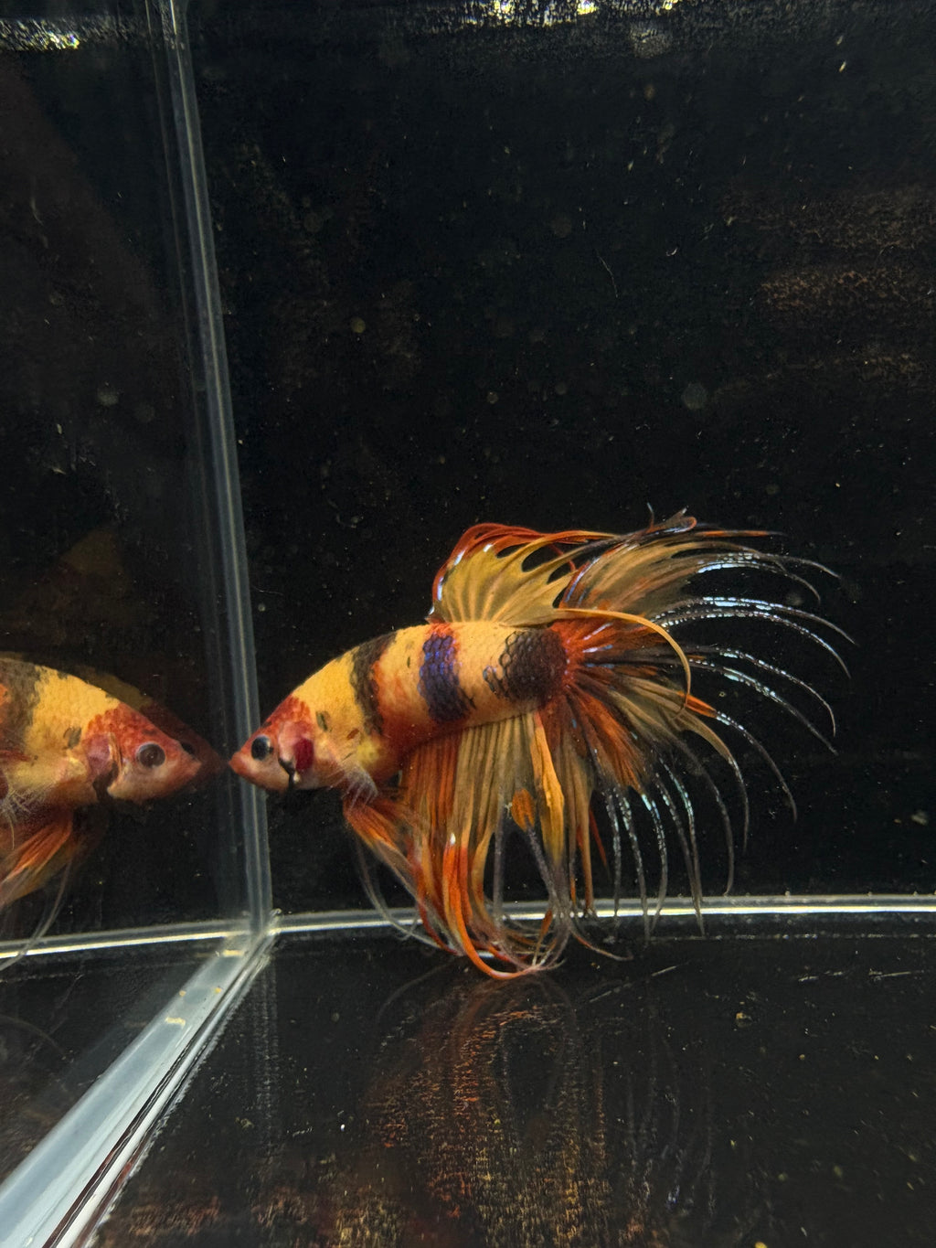 Spider Crowntail Multicolor Male Betta | CG-12