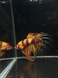 Spider Crowntail Multicolor Male Betta | CG-12