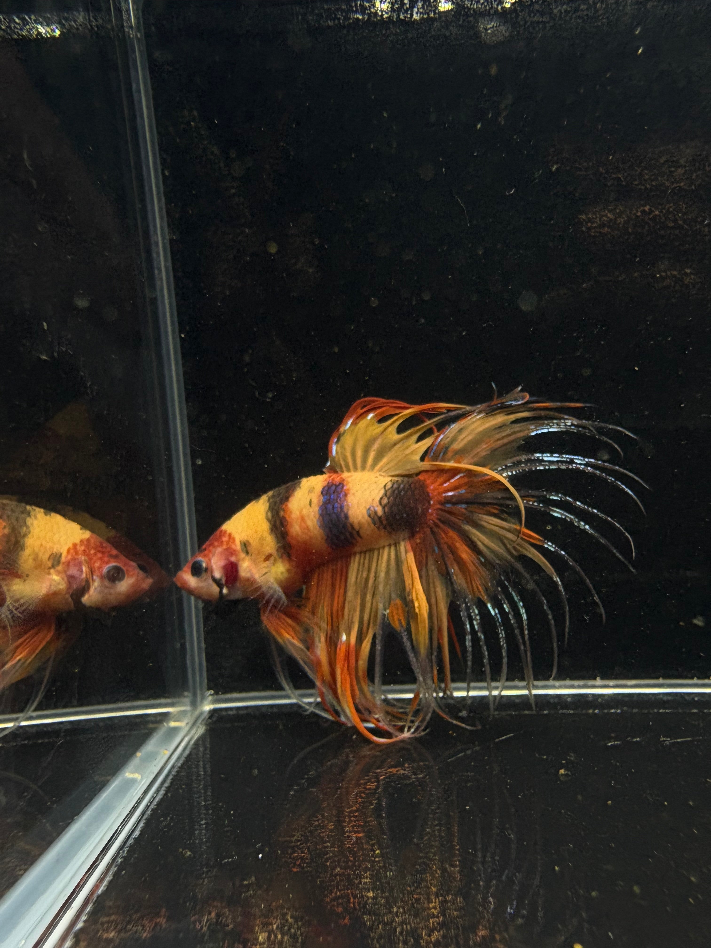 Spider Crowntail Multicolor Male Betta | CG-12