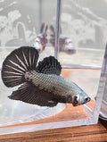 Black Dragon Plakat 
Betta | RZ-21