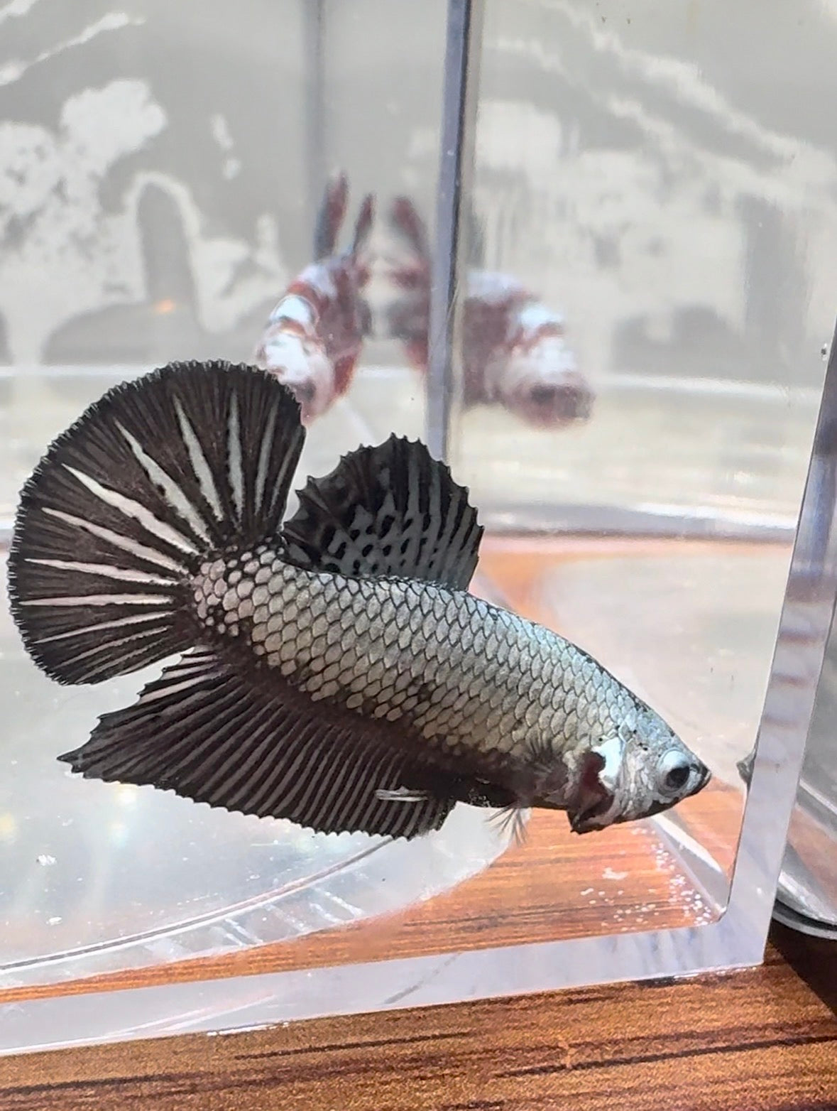 Black Dragon Plakat 
Betta | RZ-21