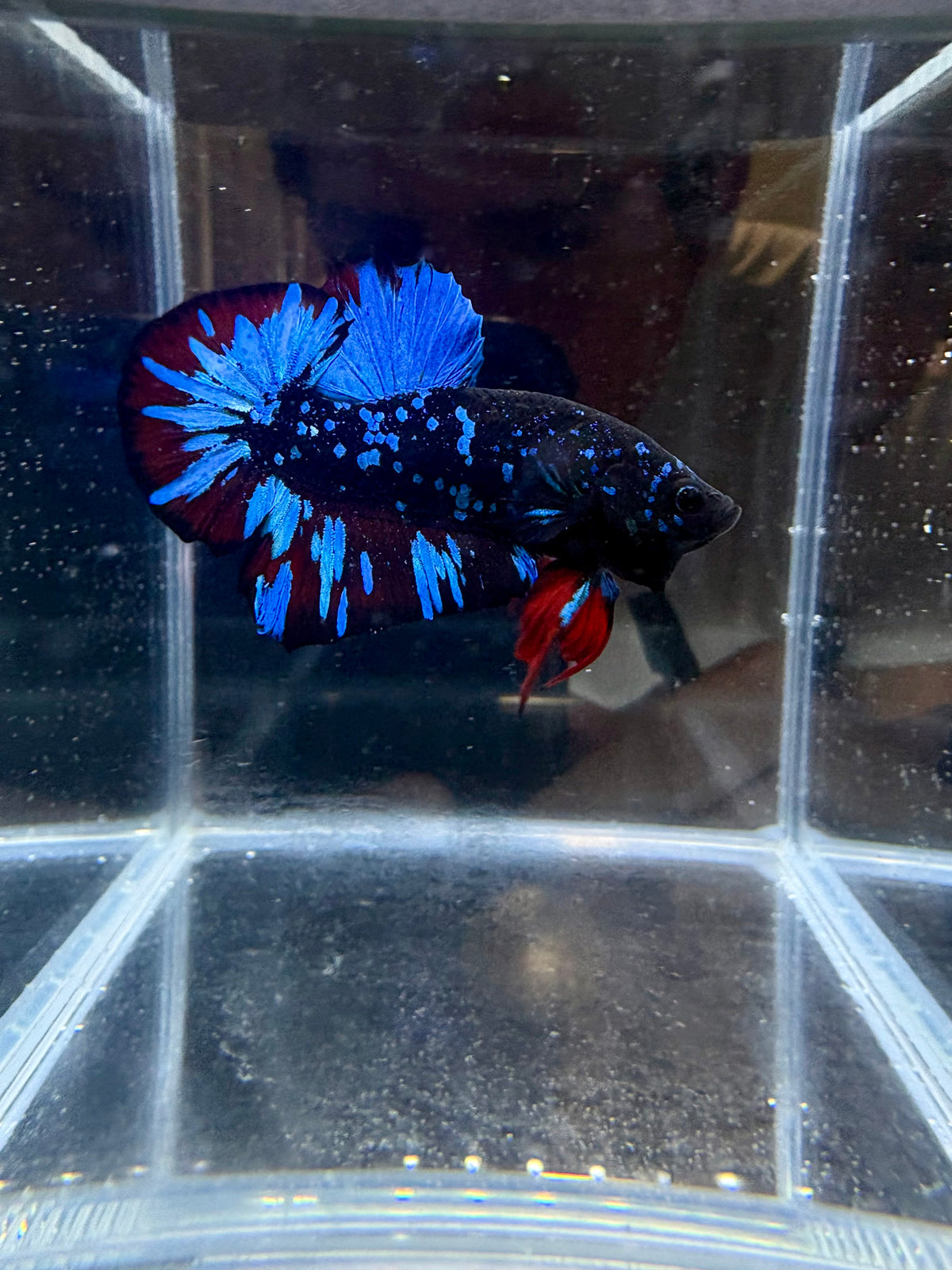 Avatar Nebula HMPK Live Betta Fish Male | CG-225