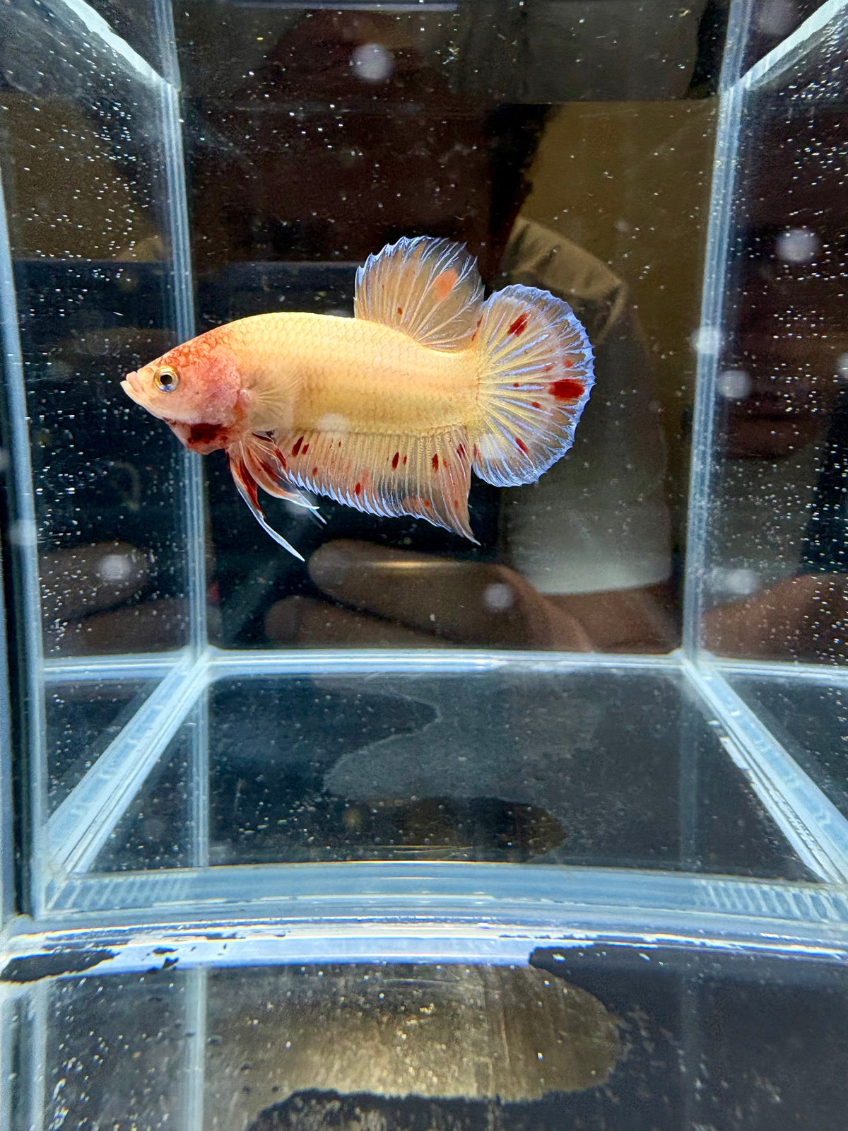 Armaggedon/Vanda HMPK Male Betta | CG-213