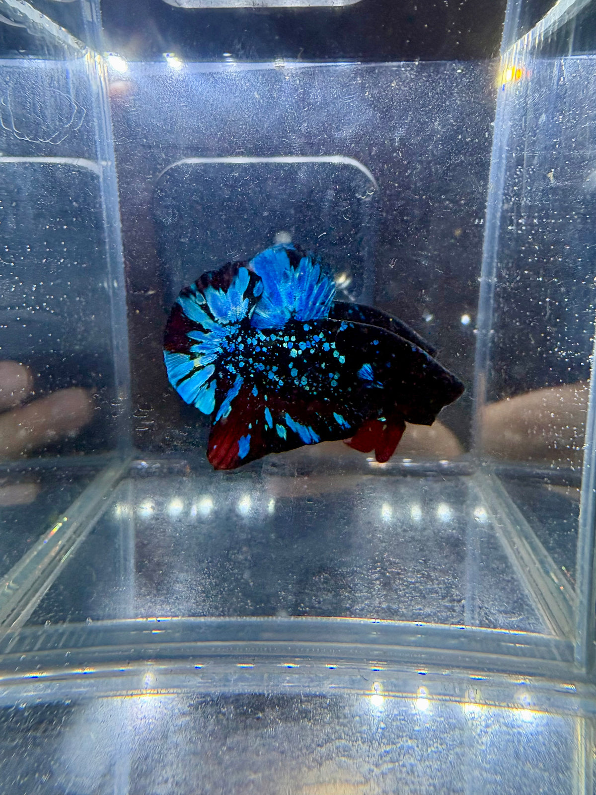 Avatar Nebula HMPK Live Betta Fish Male | CG-224