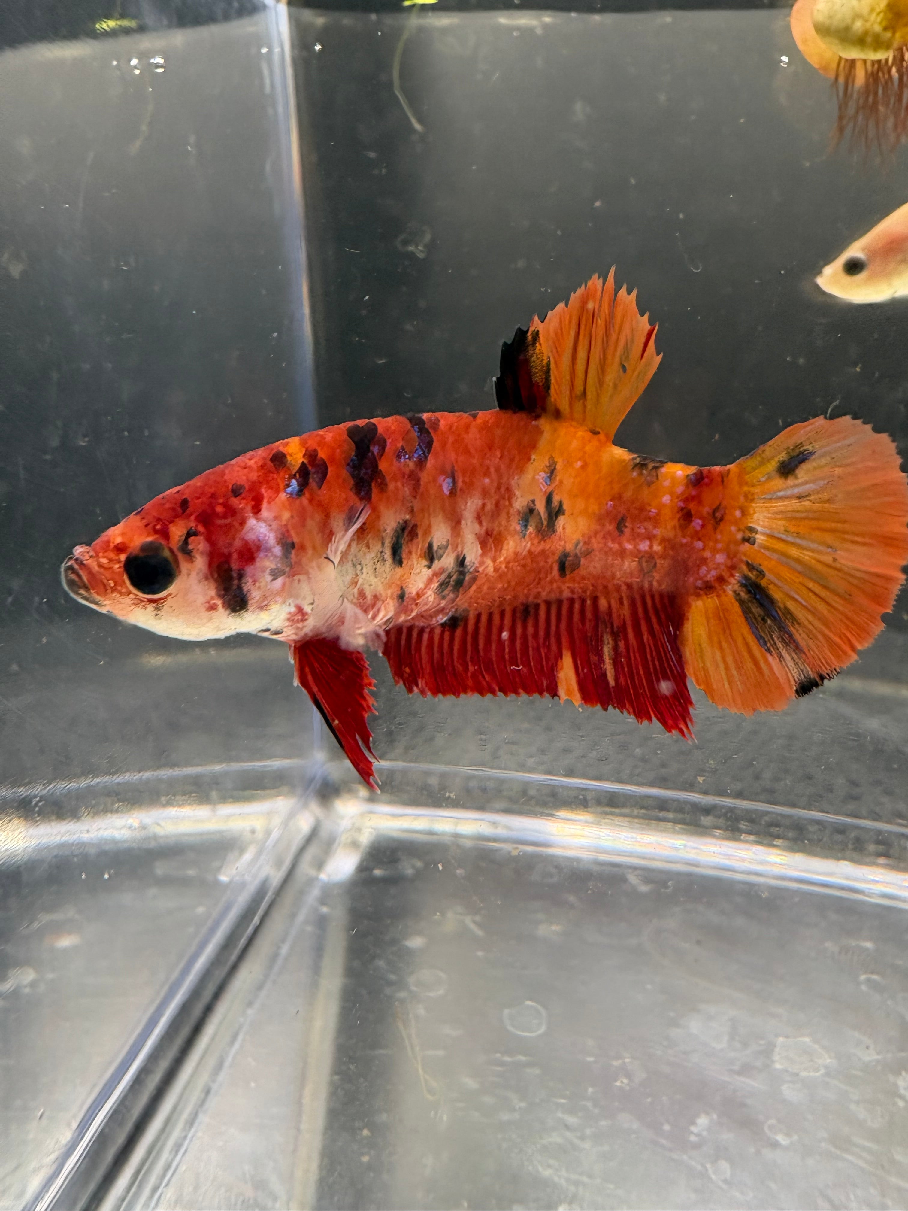 Giant HMPK Breeding Pair