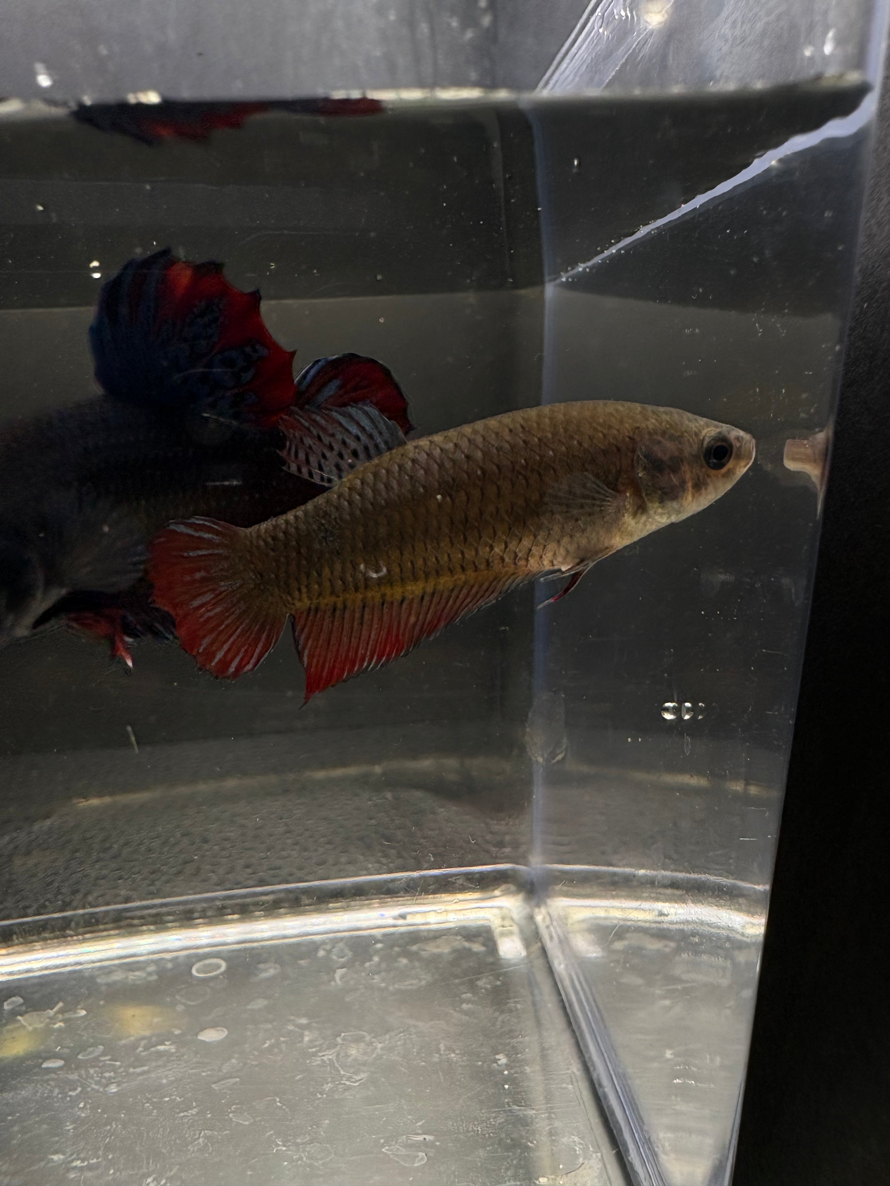 Blue Thai Fighter Breeding Pair (1)