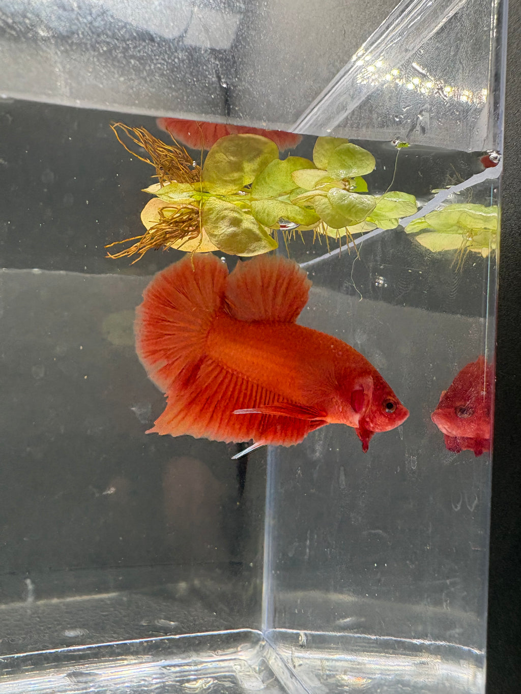 Orange HMPK — M-015
