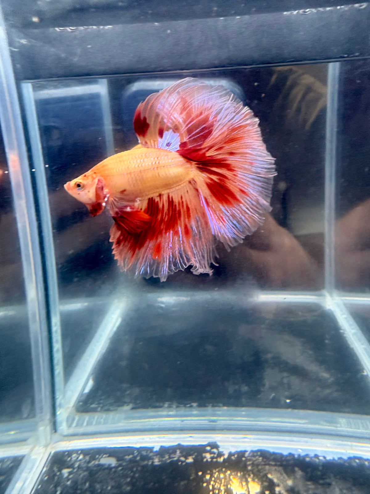 OHM Big Armageddon Meteor Male Betta | CG-206