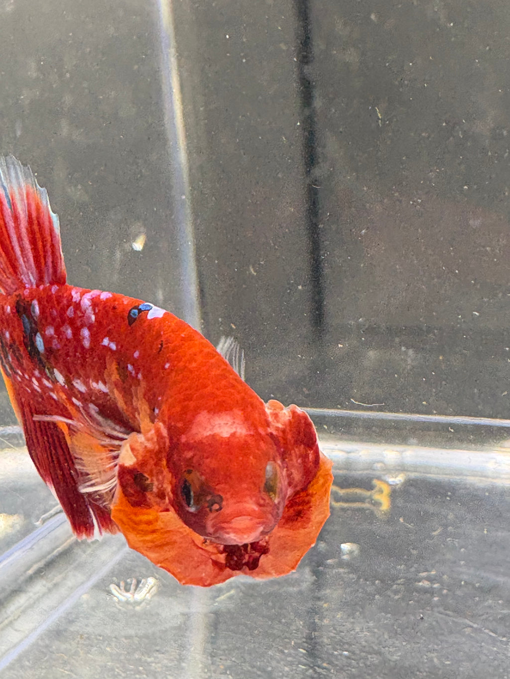 Koi Red Galaxy HMPK — M-010