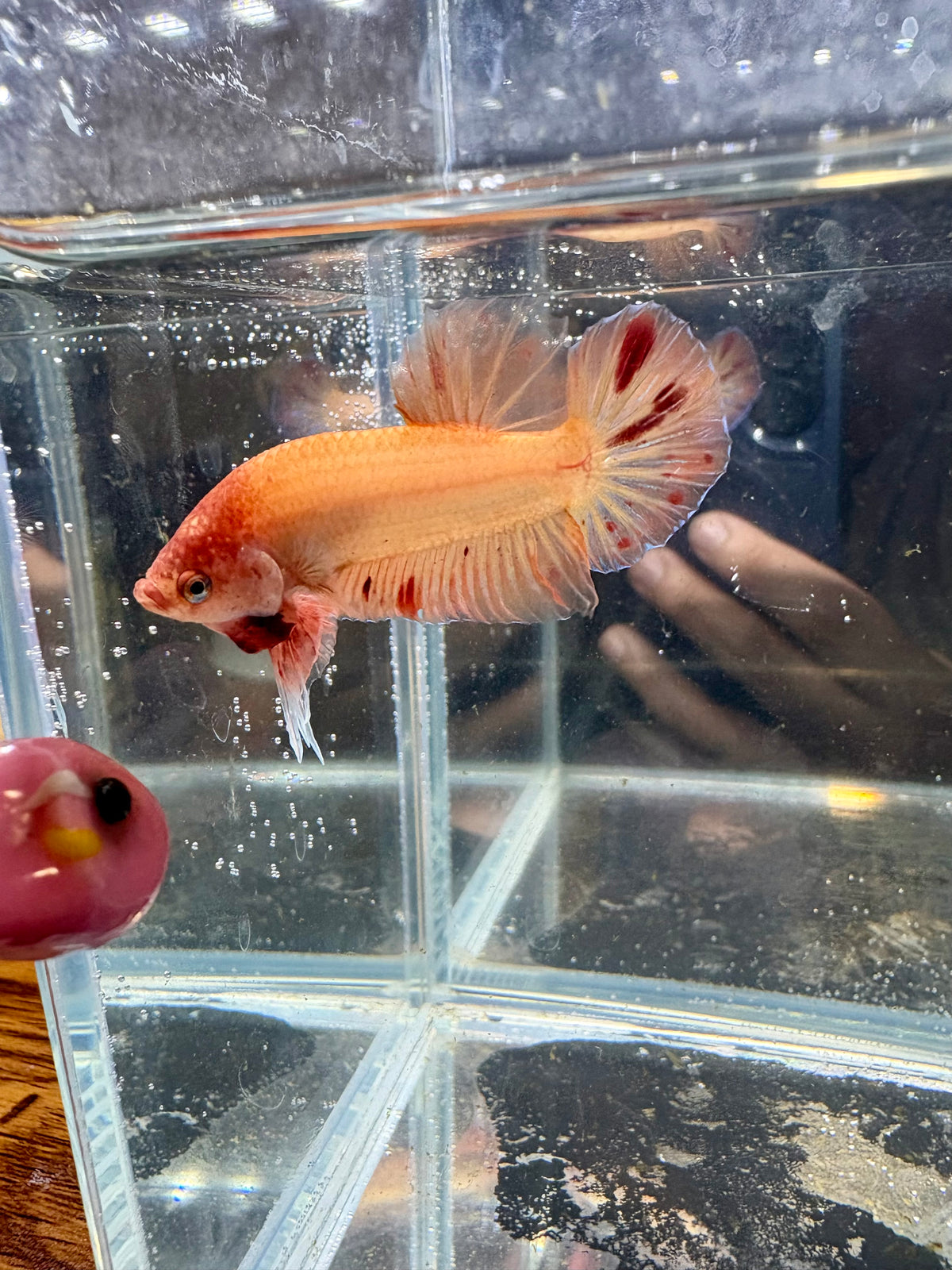 Armaggedon/Vanda HMPK Male Betta | CG-210