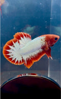 FCCP Breeding Pair | RZ-44/RZ-46