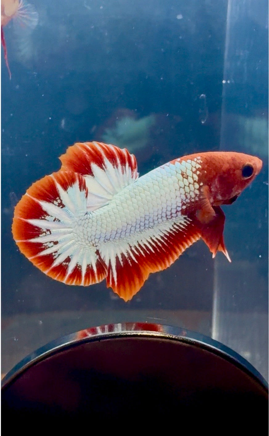 FCCP Breeding Pair | RZ-44/RZ-46