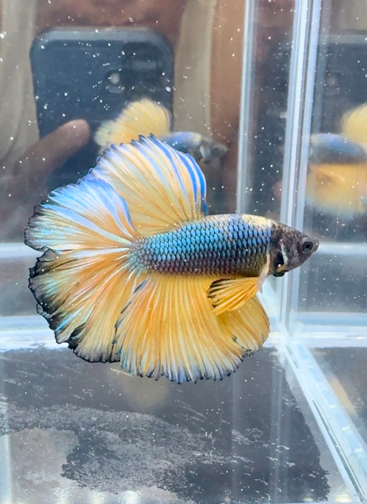 Mustard Gas Blue Rosetail Over Halfmoon Male Betta | CG-66