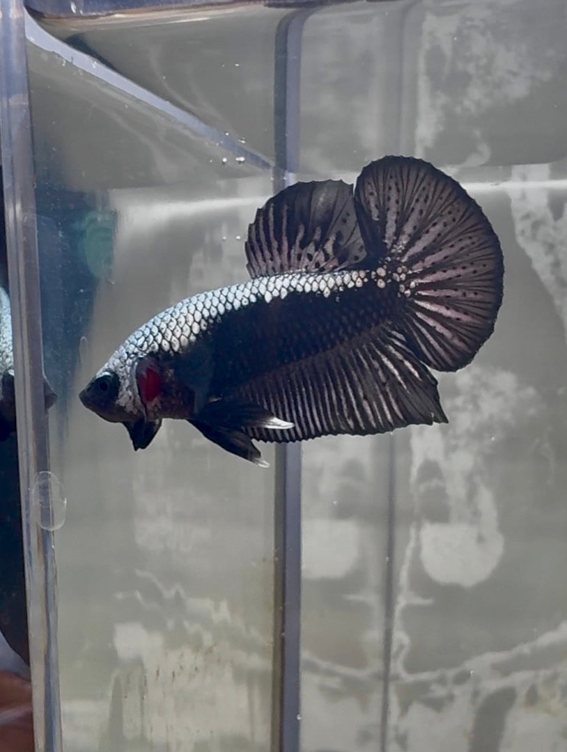 Samurai HMPK Male Betta | RZ-22