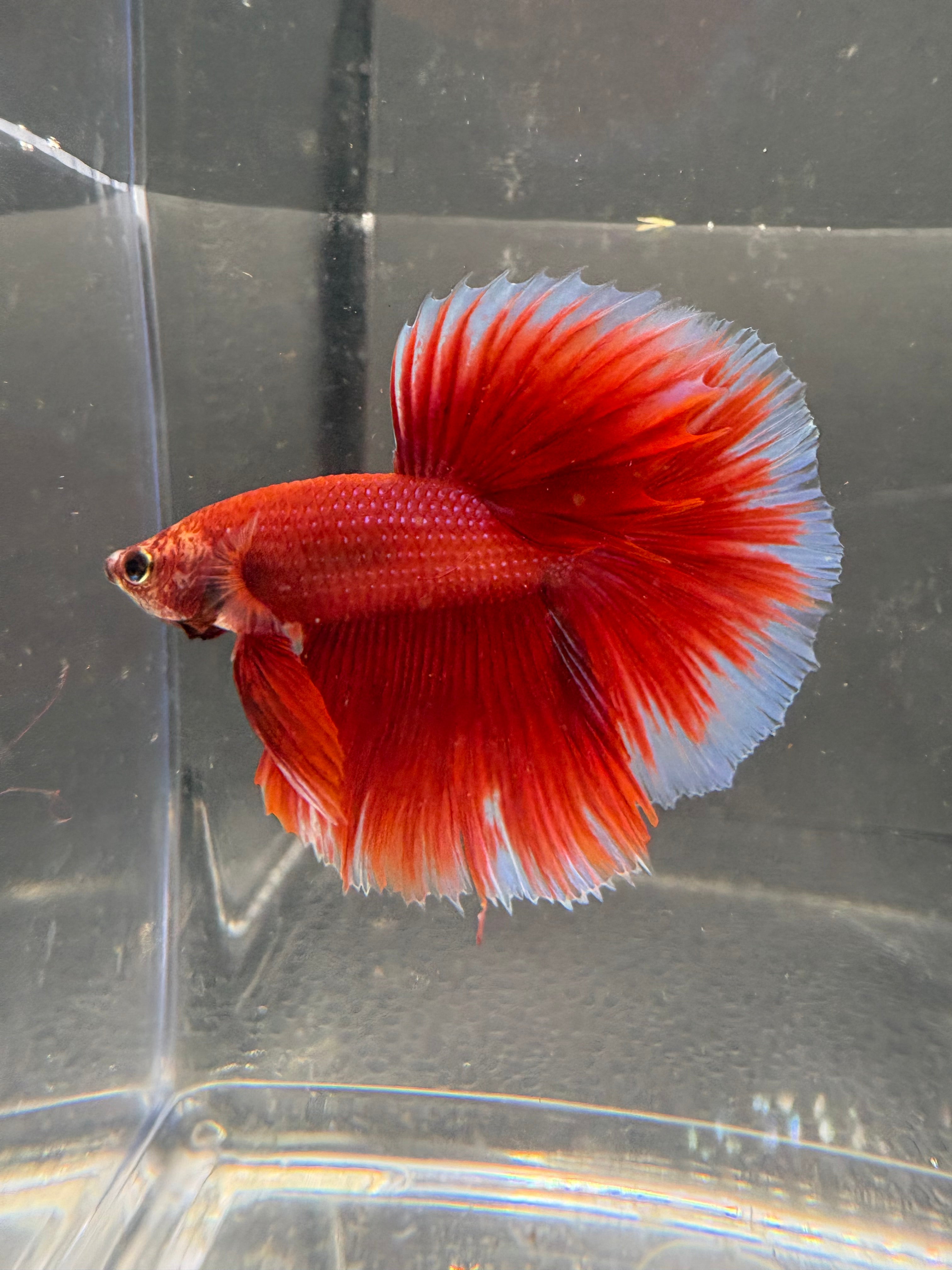 Butterfly Red Halfmoon — M-007