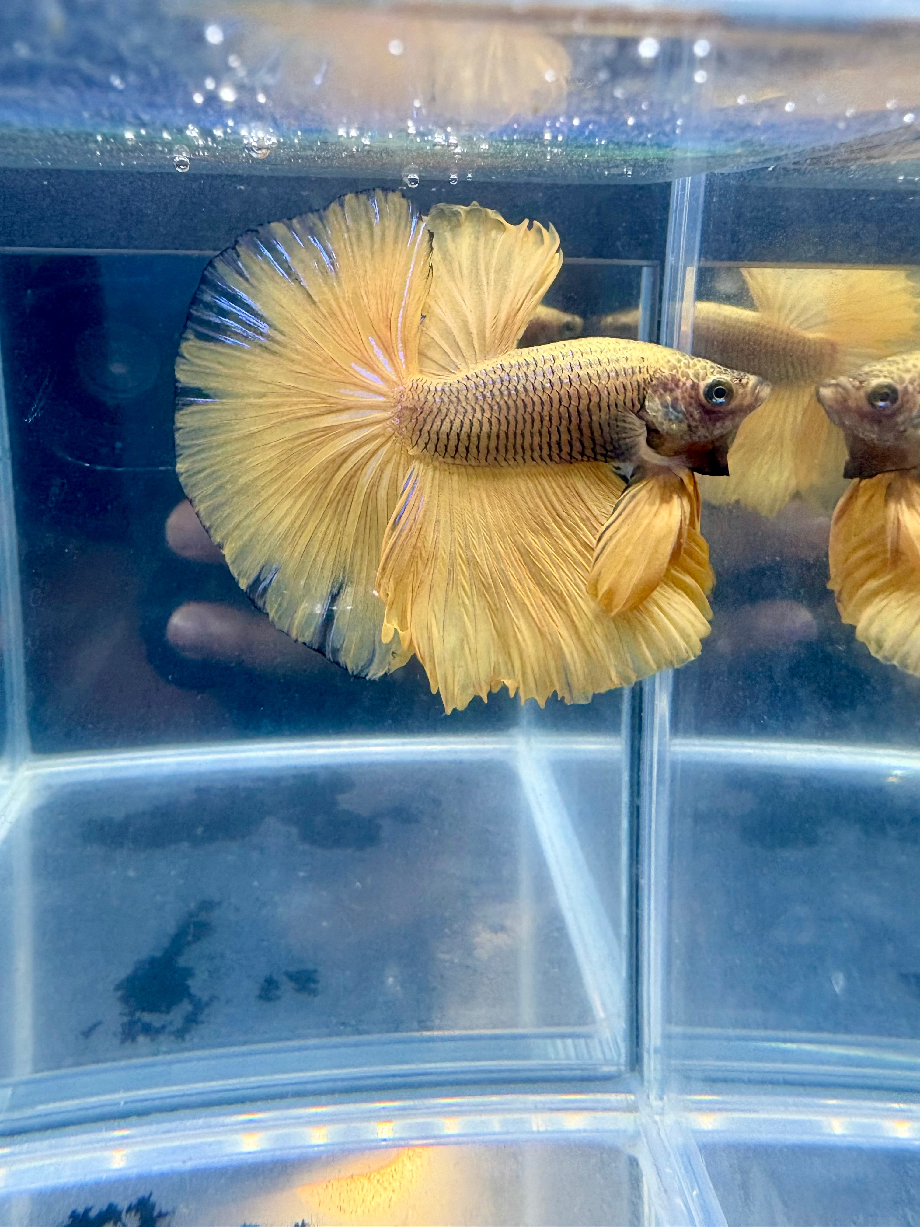 Pineapple Halfmoon Male Betta | CG-72