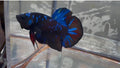 Avatar Galaxy HMPK Male Betta | RZ-19