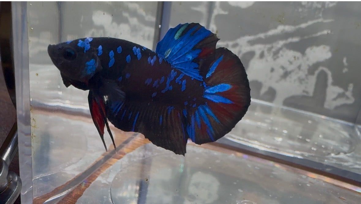 Avatar Galaxy HMPK Male Betta | RZ-19