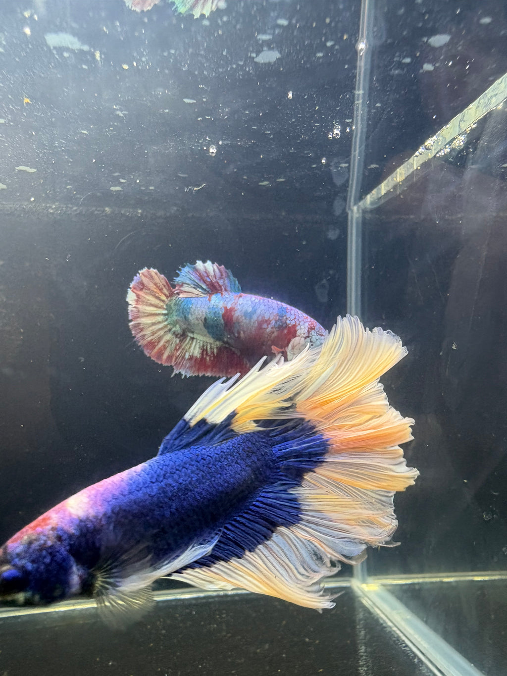 Blue Butterfly HM Male Betta | CG-40