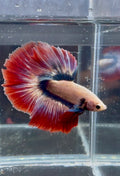 Live Betta Fancy Thai Flag HM Male | CG-94