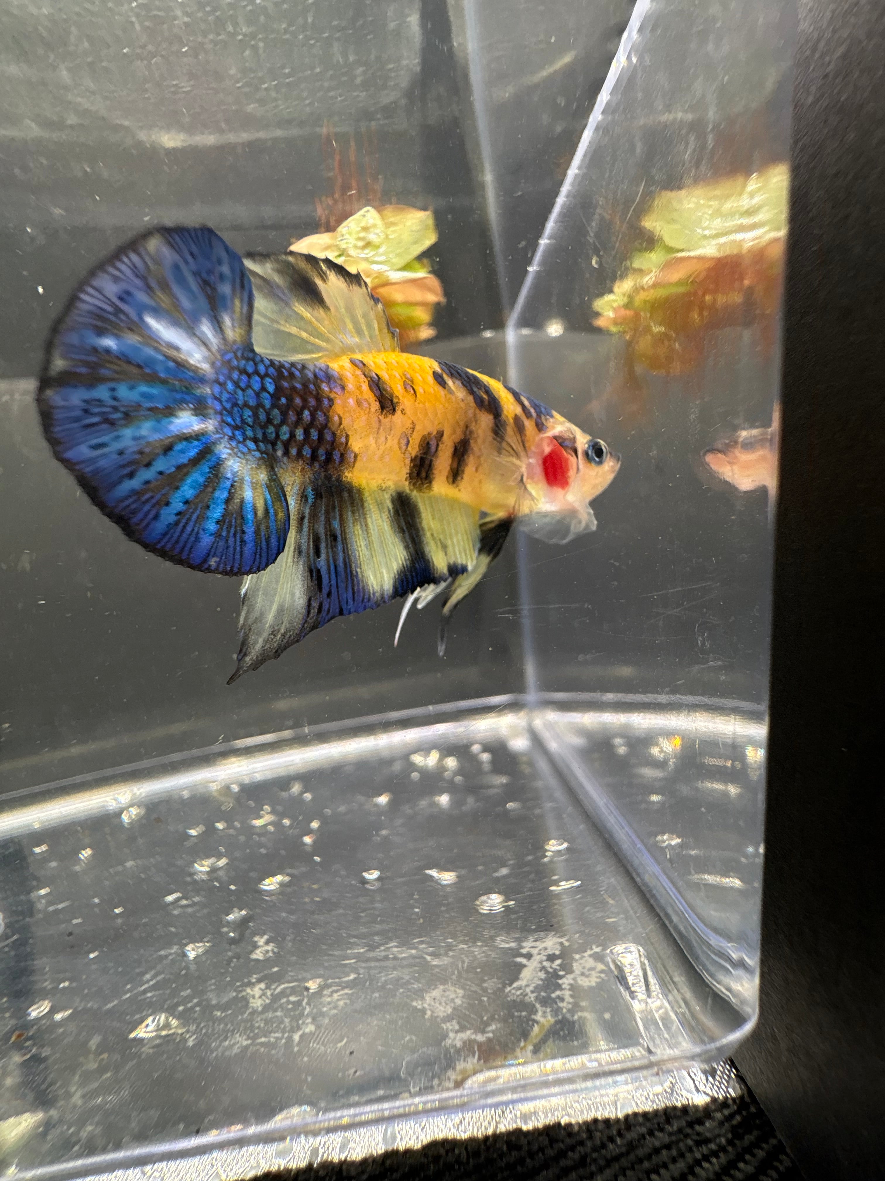 Yellow Fancy HMPK — M-008