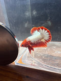 FCCP Male Betta | RZ-47
