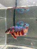 Jumbo Giant Betta Breeding Pair
