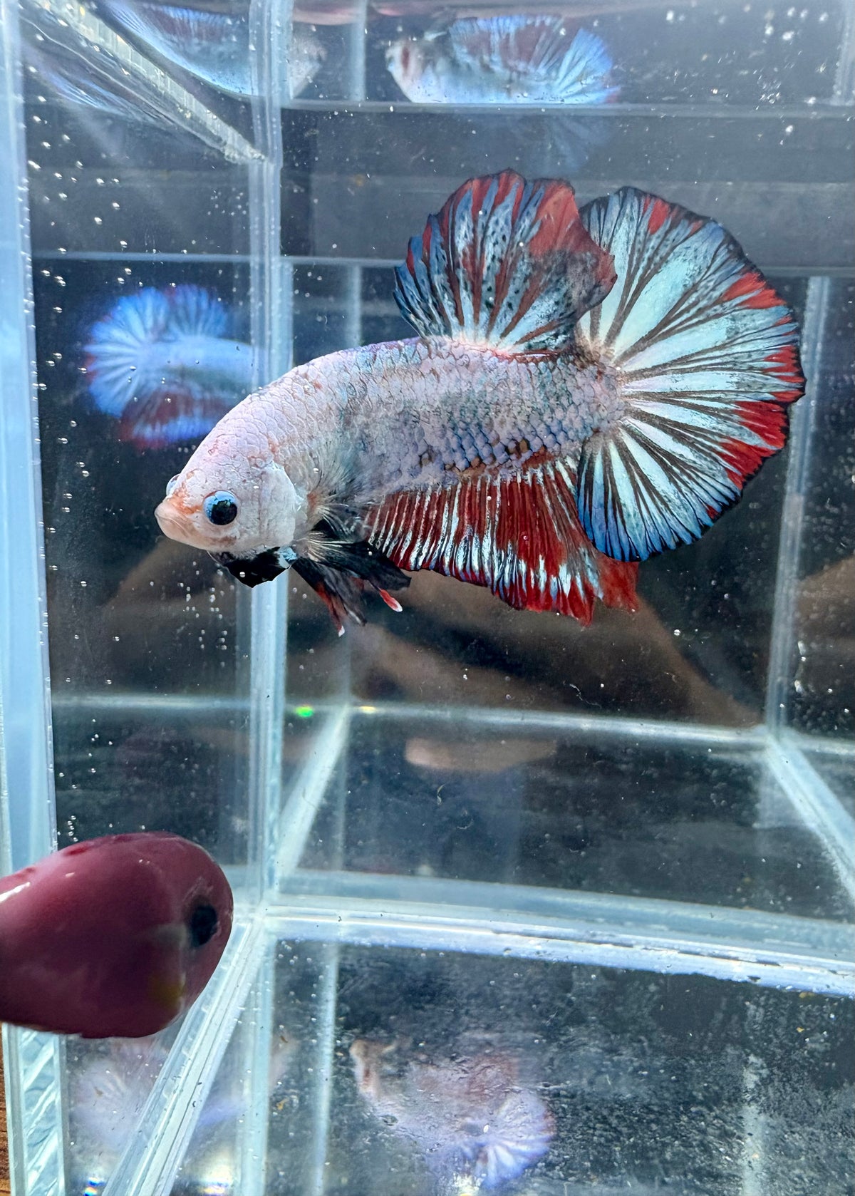 Exclusive Fancy Red Flag Live Betta Fish Male | CG-259