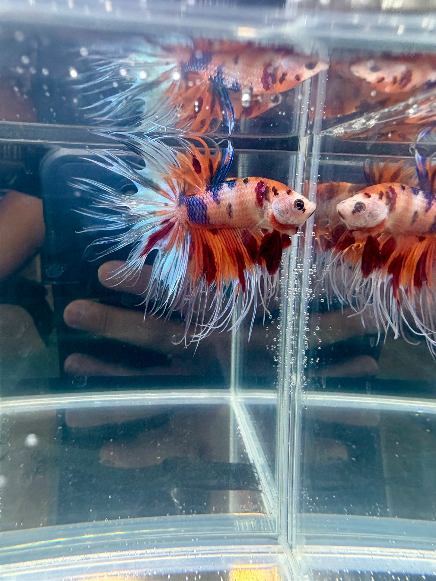 Orange Blue Tiger Crowntail Betta | CG-104