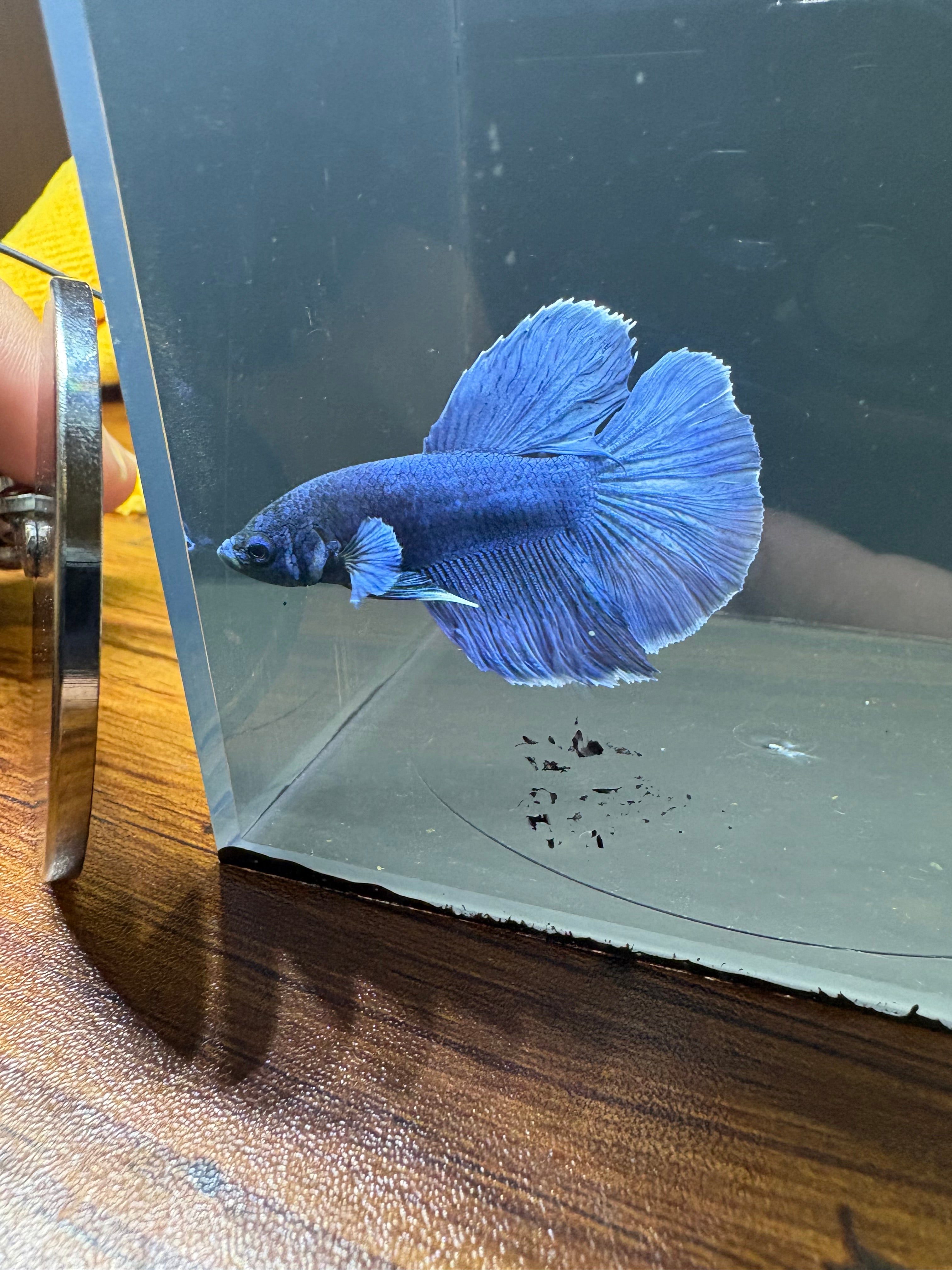 Royal Blue HM Male Betta | RZ-114