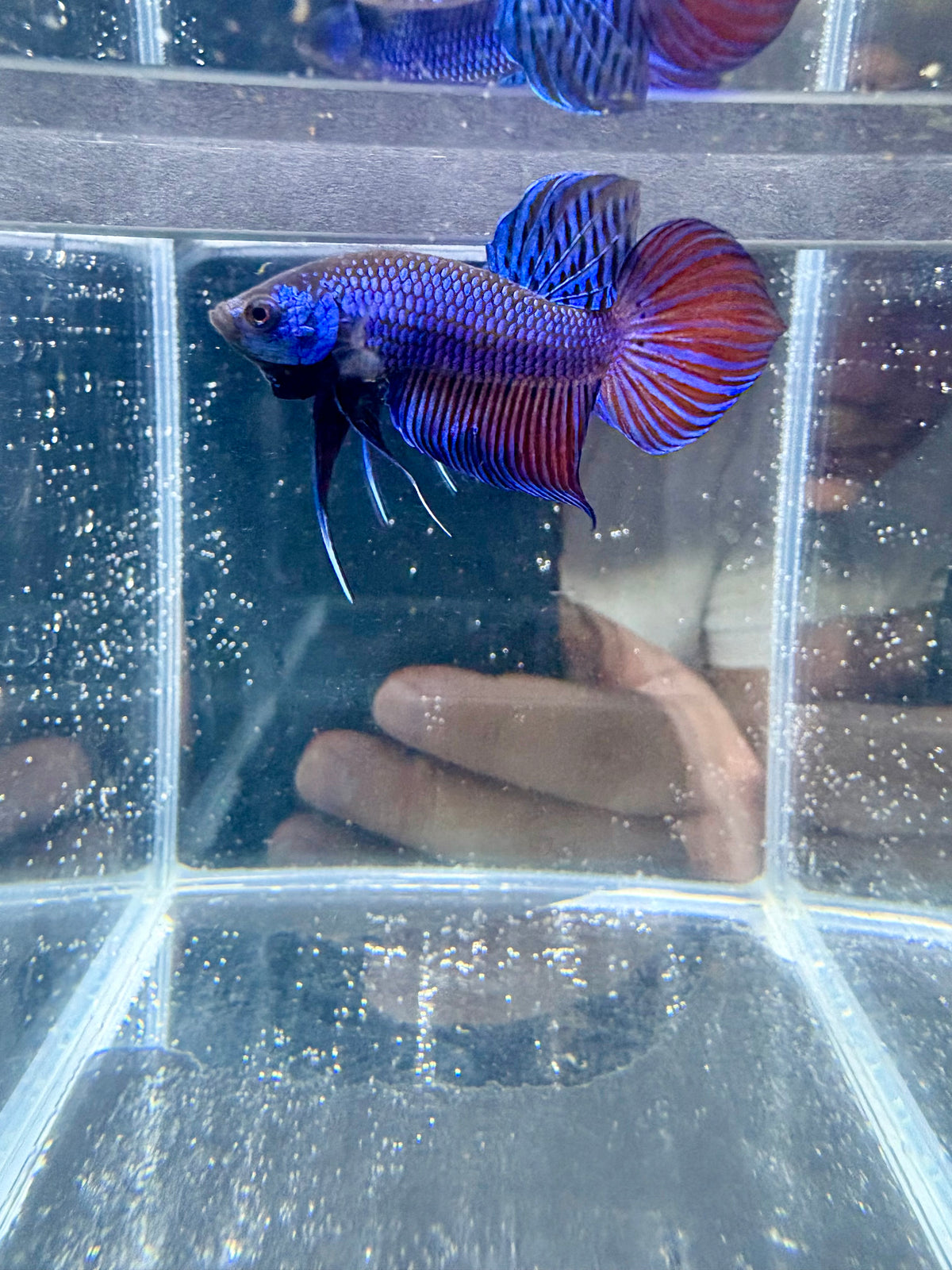 Blue Mahachai HMPK Live Betta Fish Male | CG-240