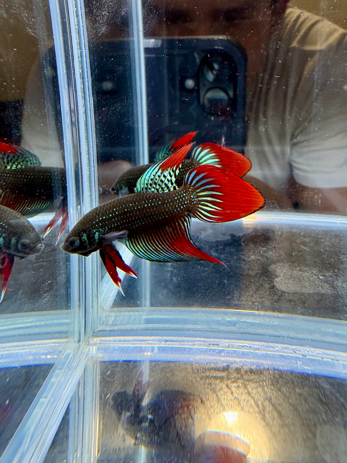 Blue/Green Imbellis VeilTail Male Betta | CG-204