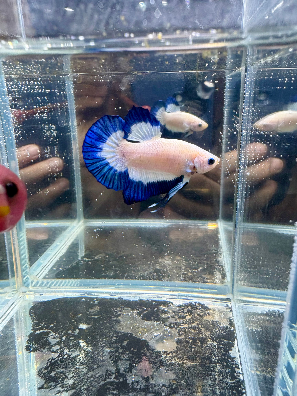 Blue Rim Marble HMPK Male Betta | CG-272