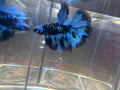Avatar Galaxy Super Delta Rosetail Male Betta | RZ-4