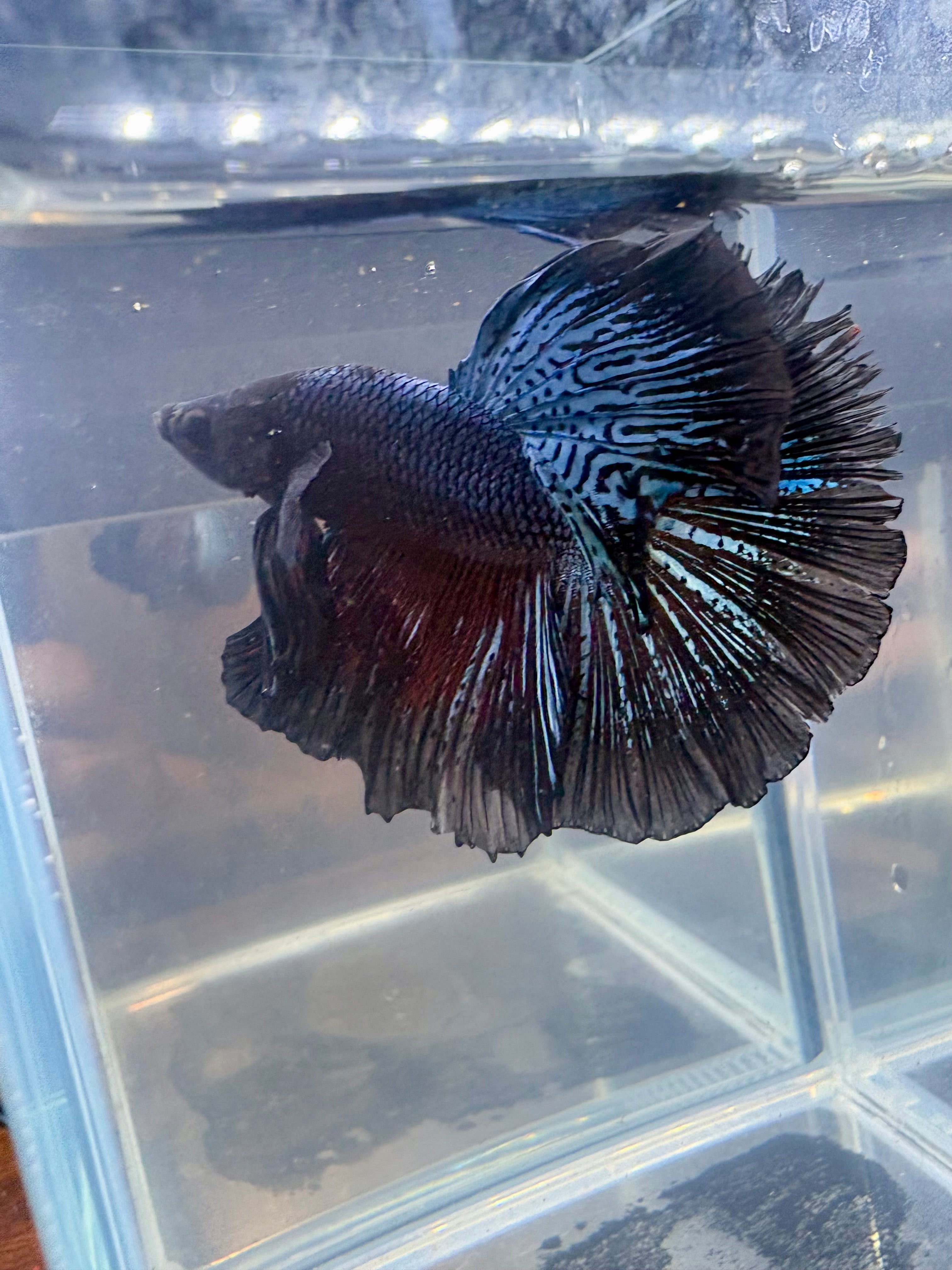 Black Light Halfmoon Male Betta | CG-98