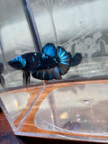 Avatar Plakat Male Betta | RZ-14