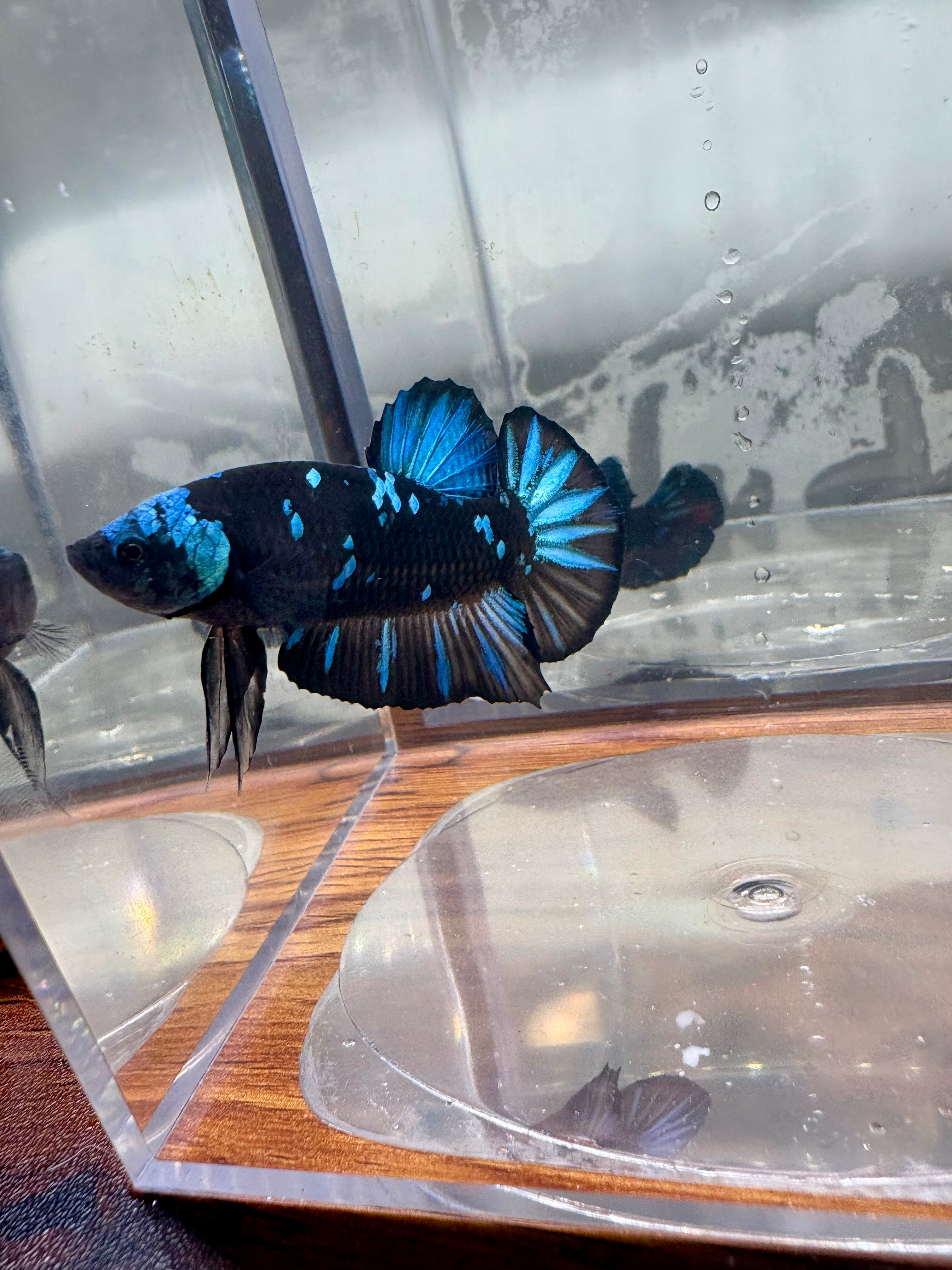 Avatar Plakat Male Betta | RZ-14