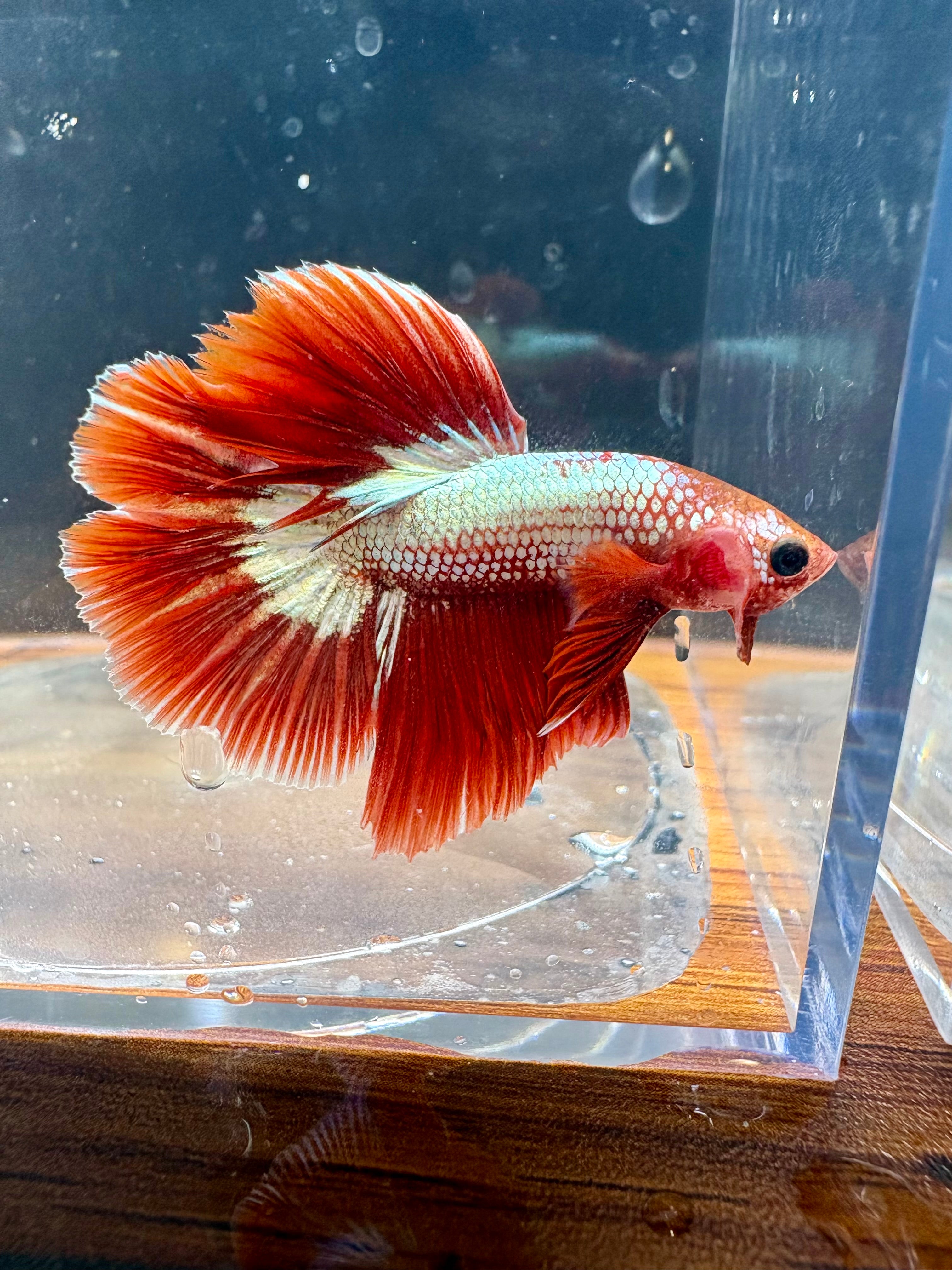 FCCP HM Male Betta | RZ-36