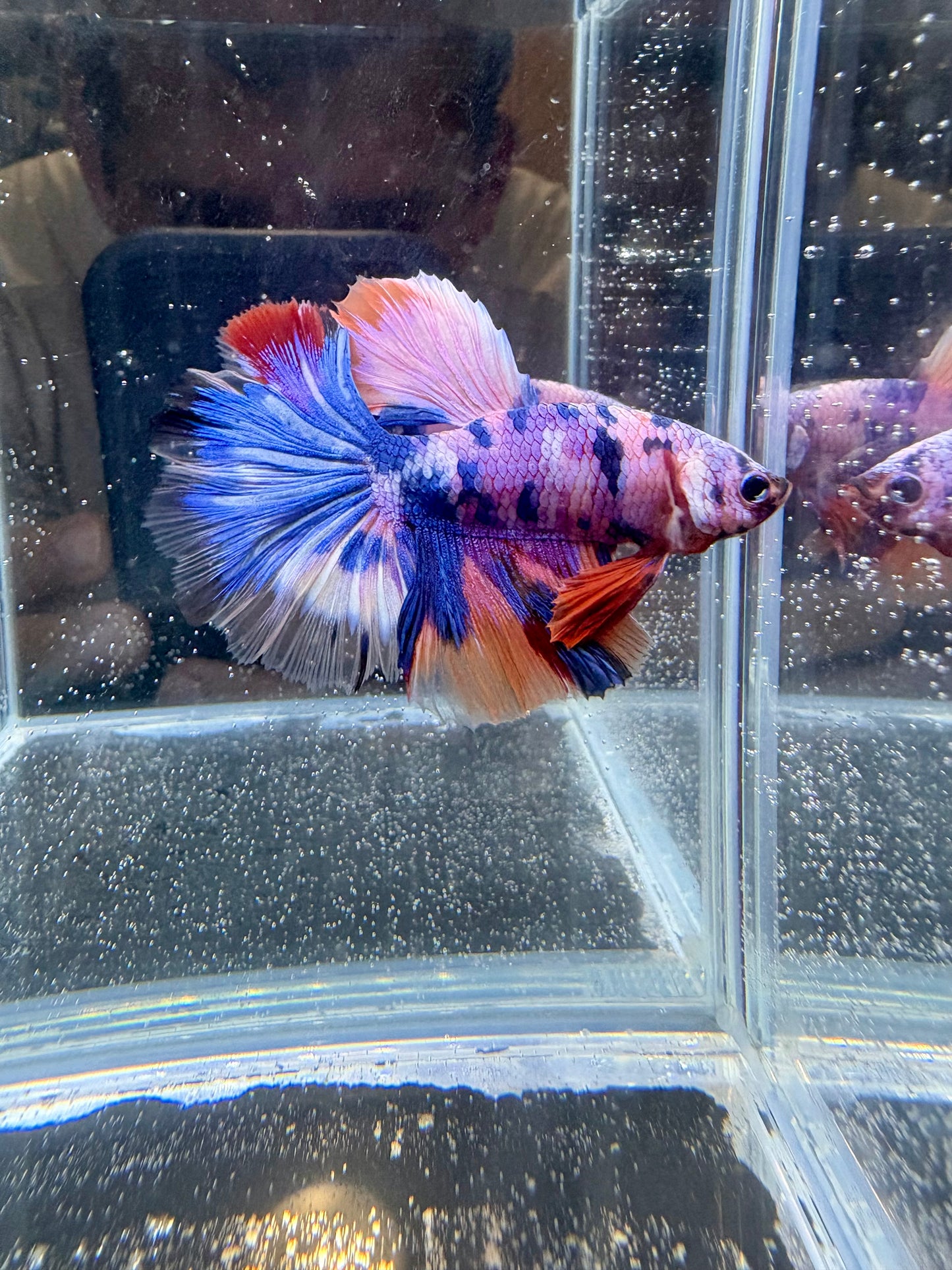 Candy Koi Halfmoon Male Betta | CG-110