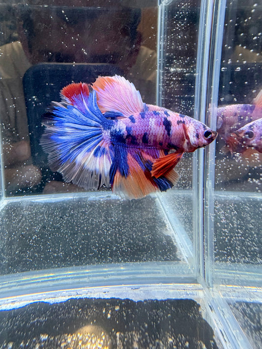 Candy Koi Halfmoon Male Betta | CG-110