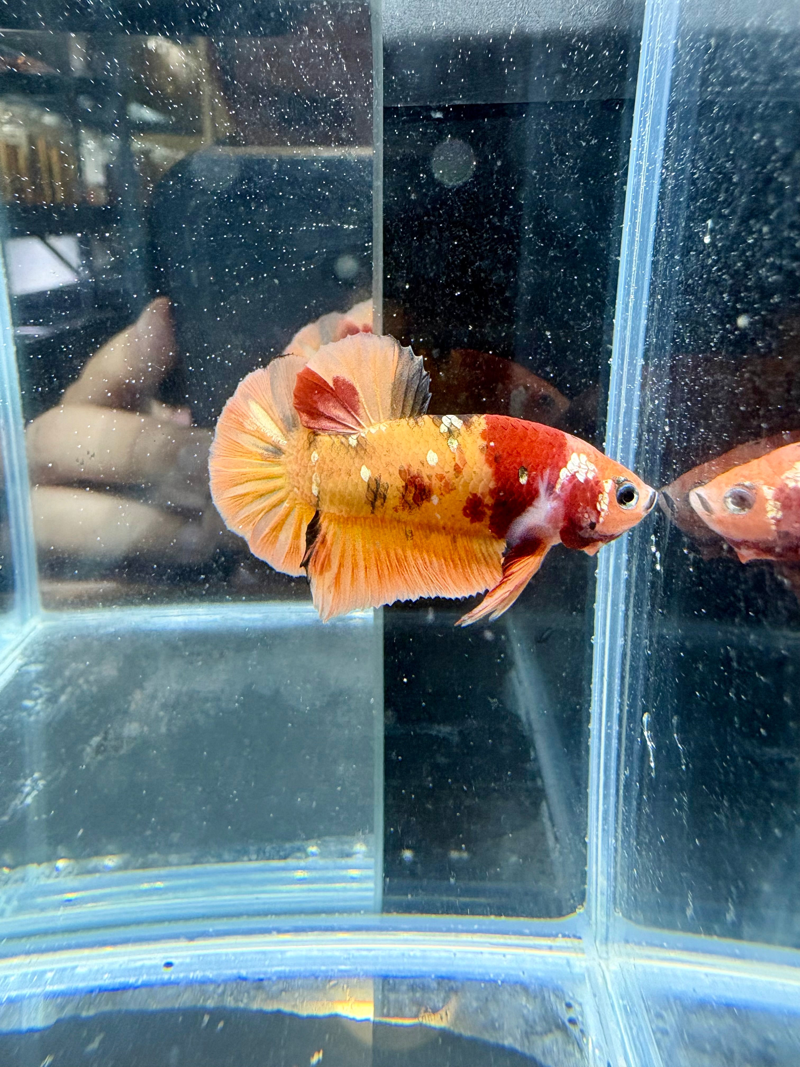 Nemo Copper Male Betta | RZ-109