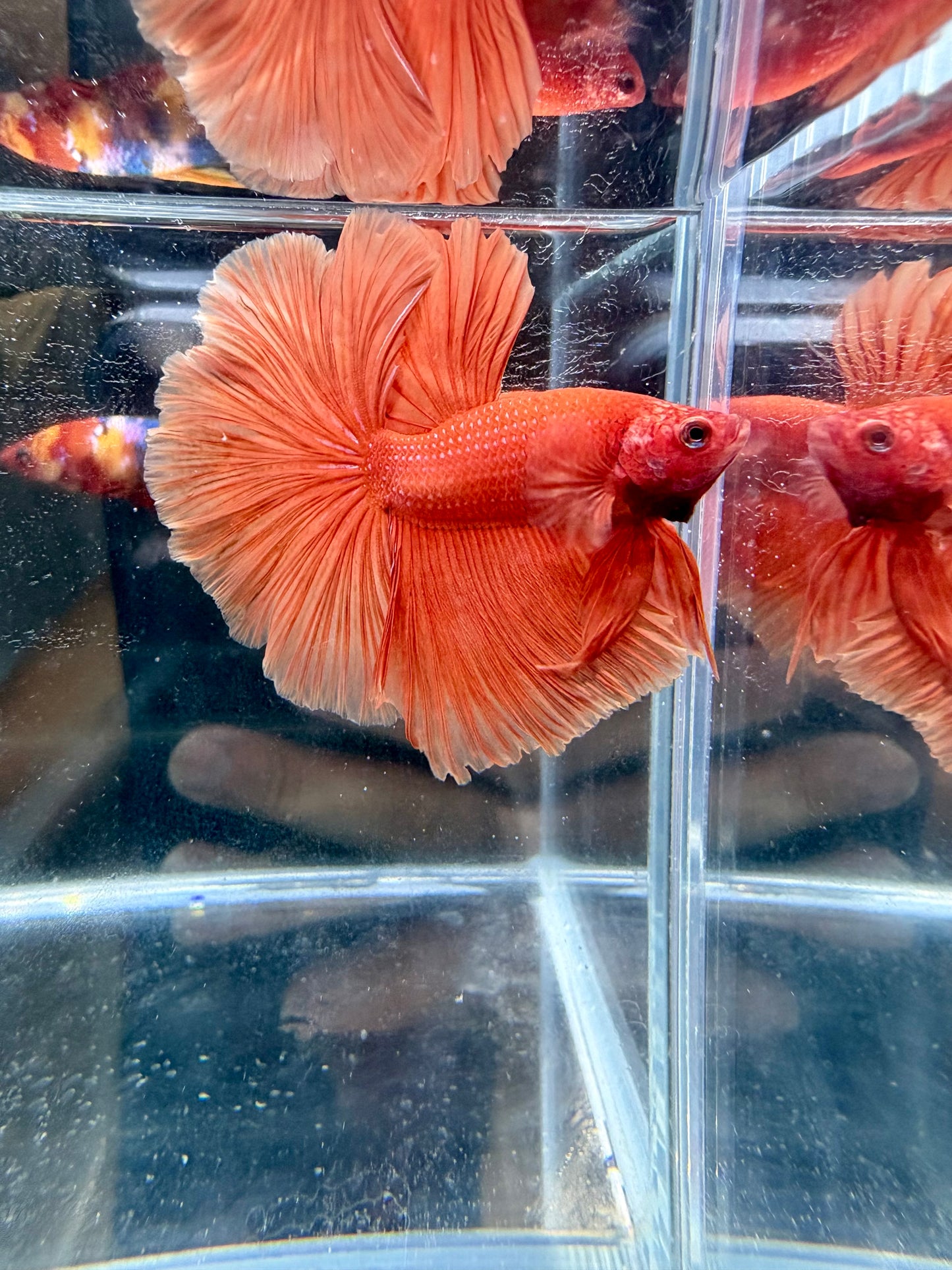 Orange Solid Color Over Halfmoon Male Betta | CG-133