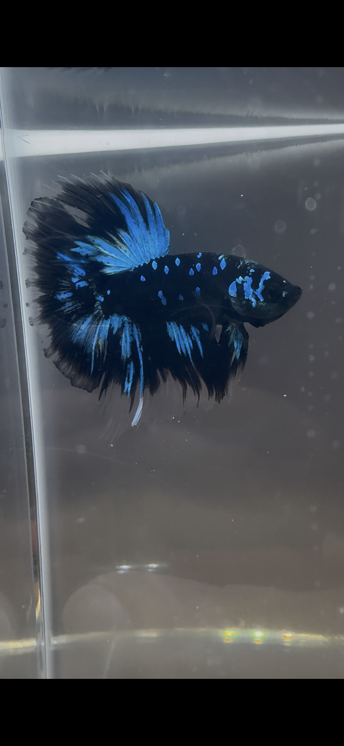 Avatar Galaxy HM Male Betta | RZ-7