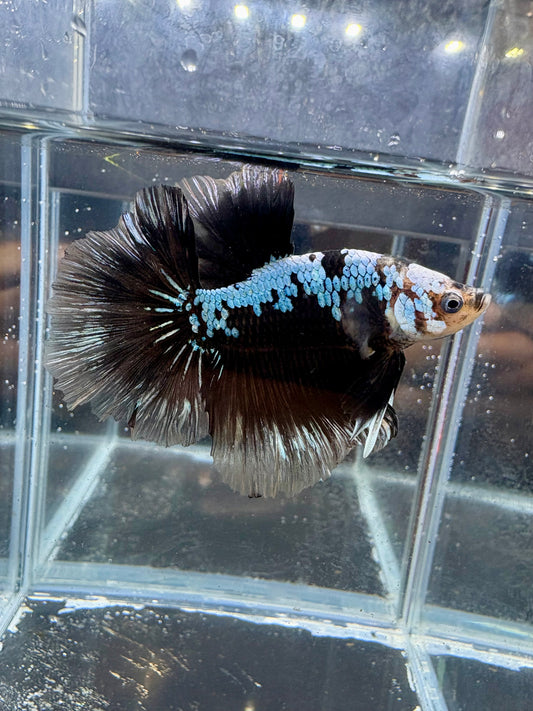 Samurai Blue Star Halfmoon Betta | CG-124