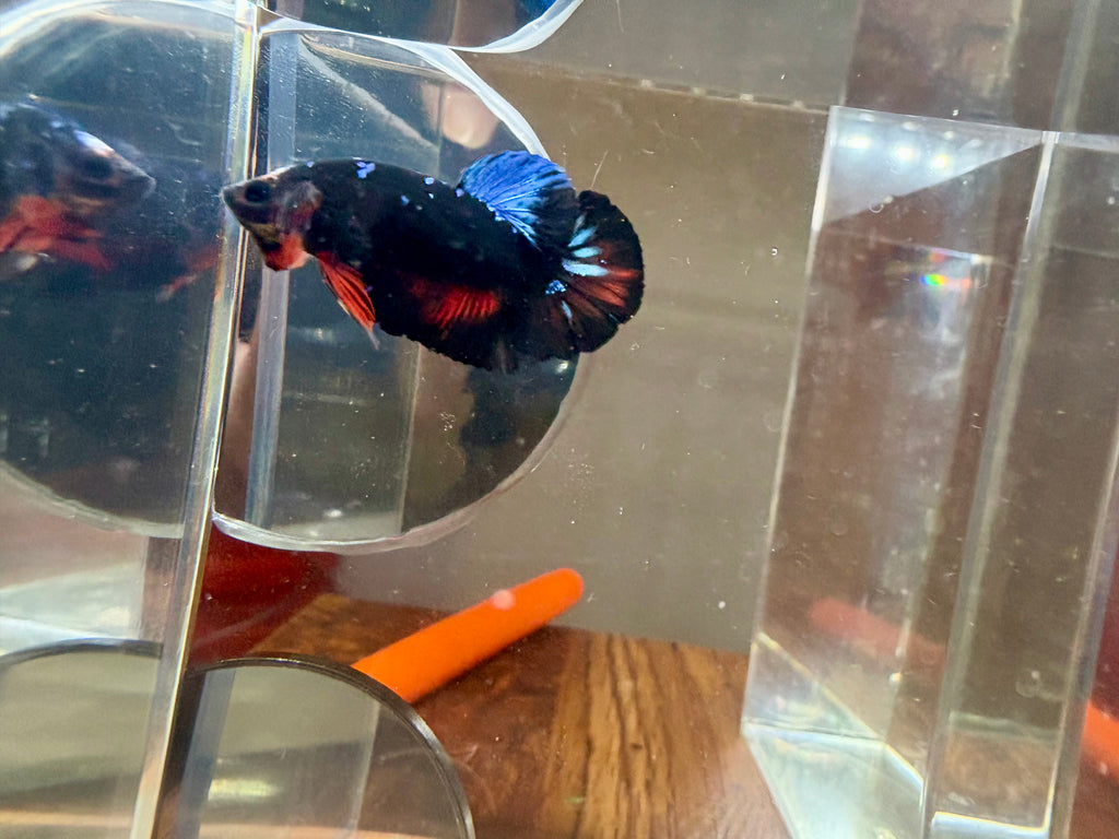 Avatar Plakat Male Betta | RZ-15