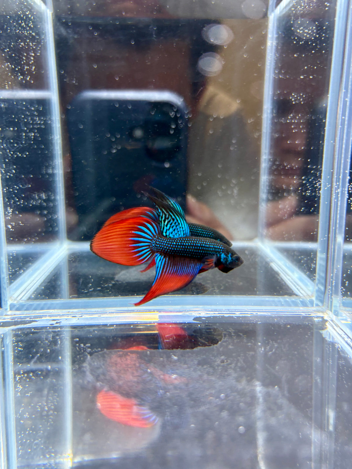 Blue/Green Imbellis VeilTail Male Betta | CG-202