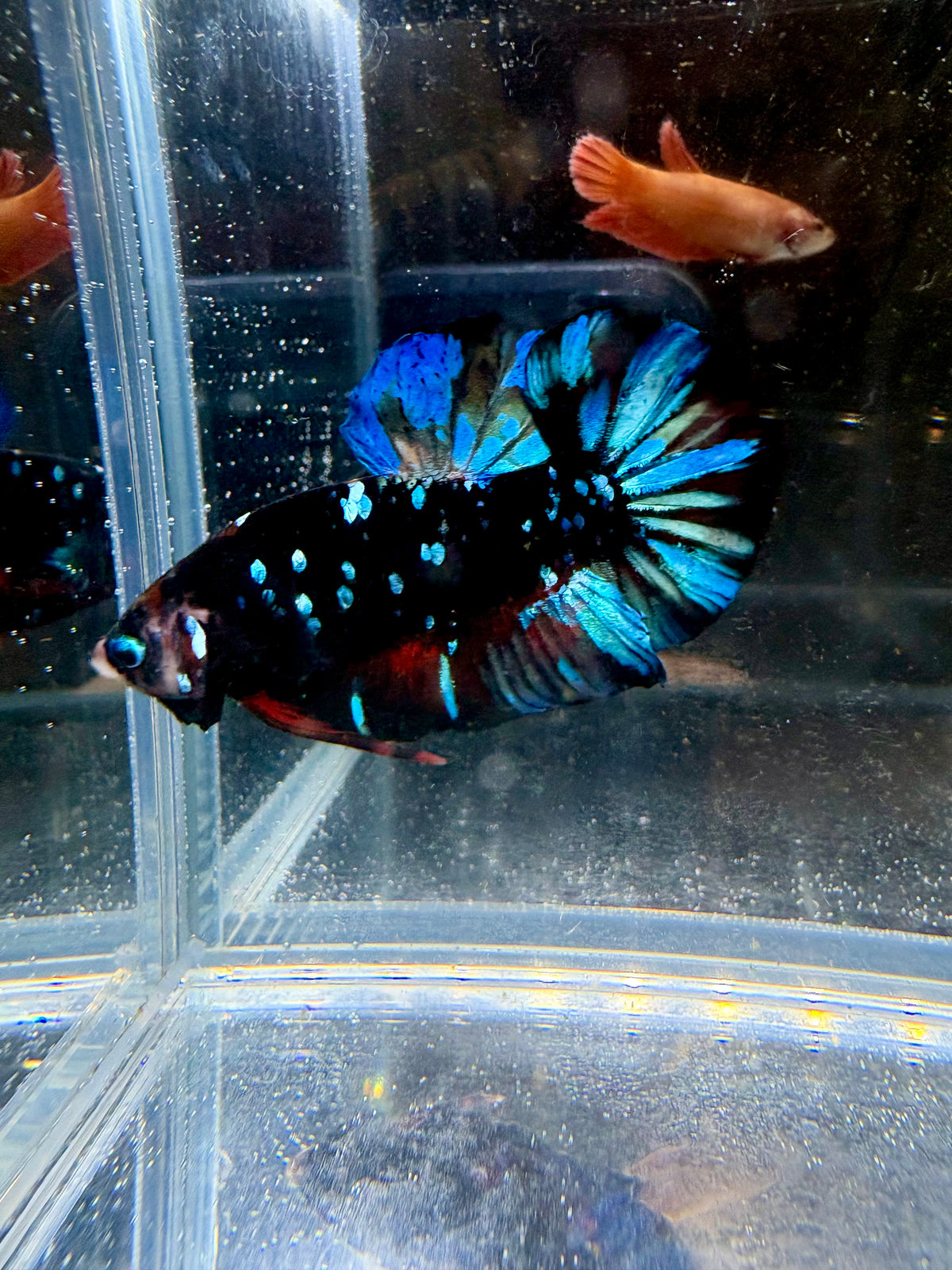 Avatar Nebula HMPK Live Betta Fish Male | CG-226