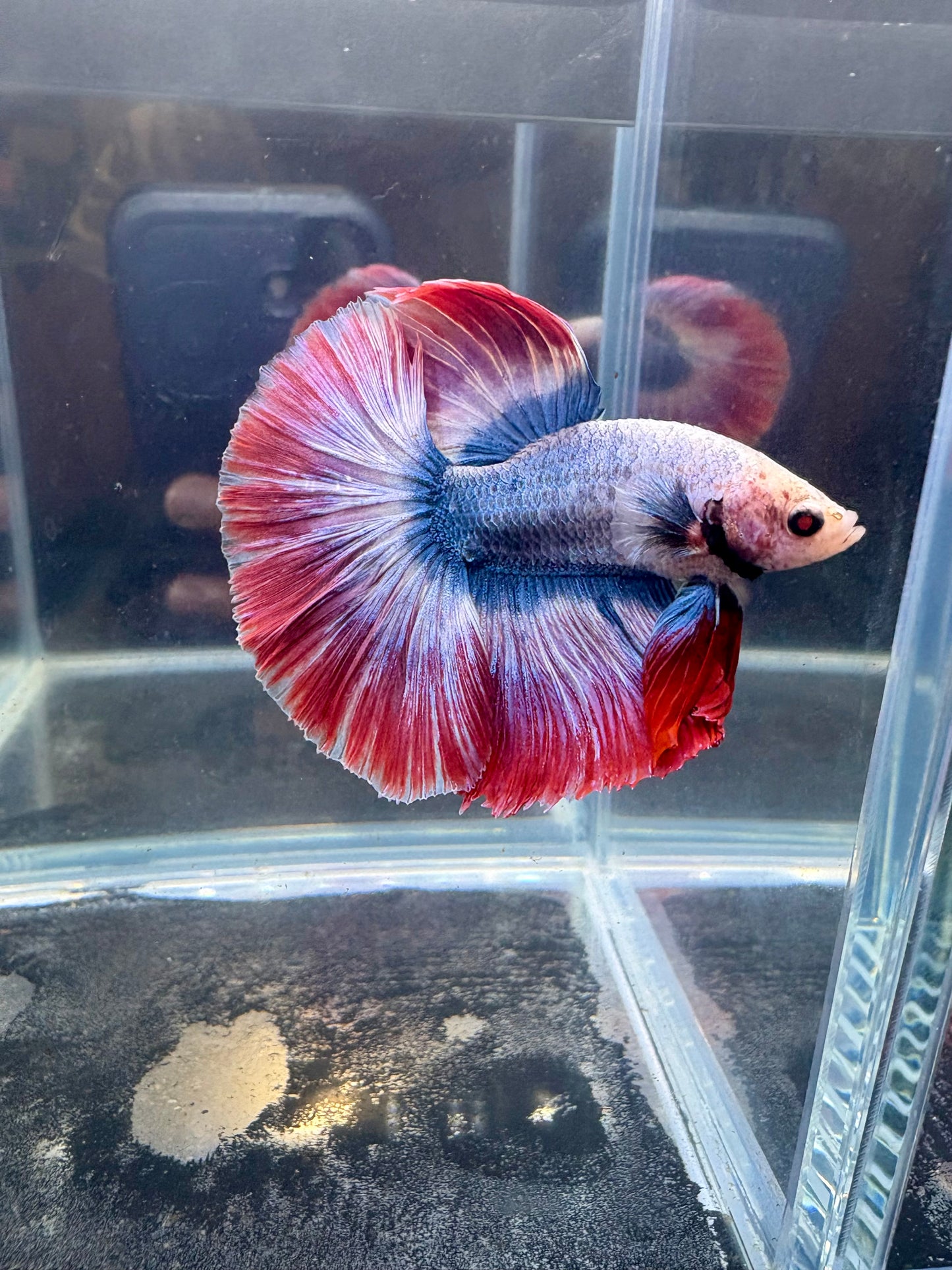 Thai Flag HM Male Betta | CG-91